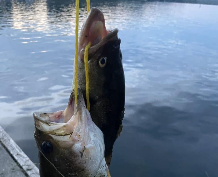 Photo of two bass to show similarities between fishing and copyrighting